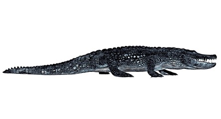 Sketch of alligator isolated on a white background