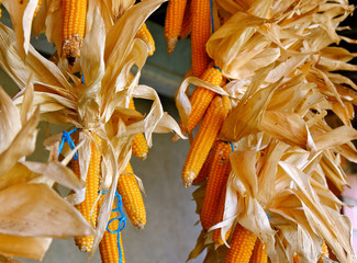 Dried corn cobs, vibrant orange color. Food preservation and storage. Typical summer and autumn village scene in Spain  