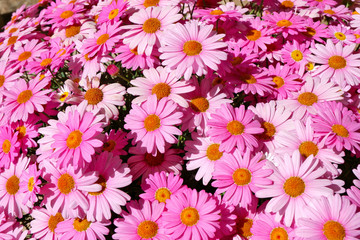 Fototapeta premium close up of bright pink daisy flowers growing outdoors, daylight