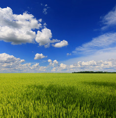 Wheat field against a blue sky