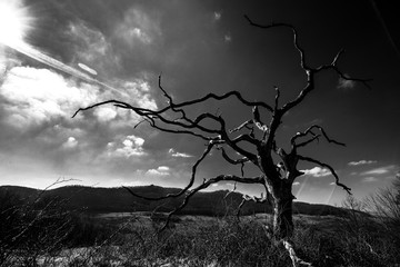 Withered Tree