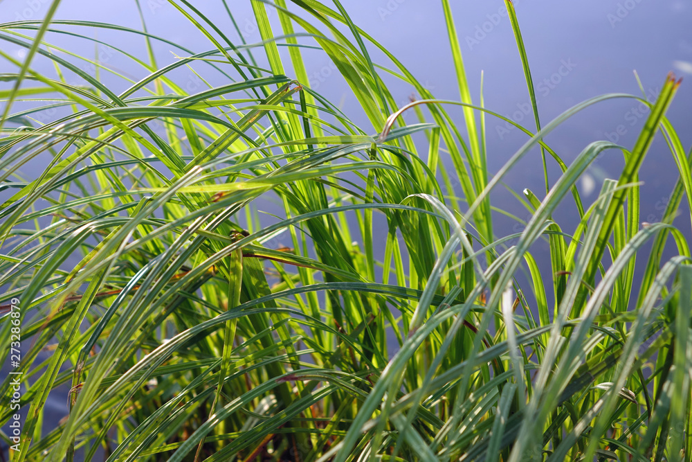 Wall mural green grass by the river