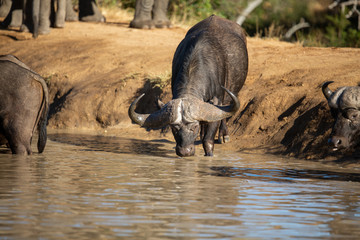 Buffalo herd drinking water and wallowing in the cool waters of a local watering hole  
