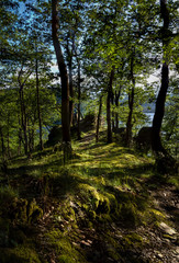 Naklejka premium Forest at the lake