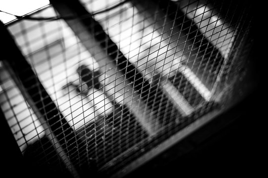 Lattice