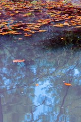 autumn reflection on landscape lake