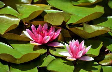 a pink lily flowers on the water