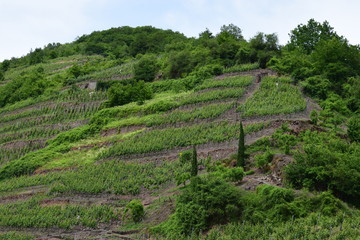steile Weinberge bei Lehmen
