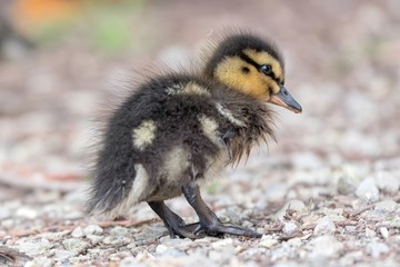 little duckling walking at lake