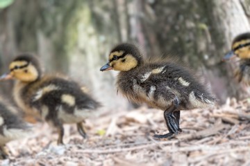 little duckling walking at lake