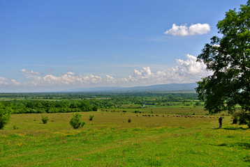 Green pasture and voluminous clouds above it. Cattle grazing in the distance. Kakheti Region, Eastern Georgia