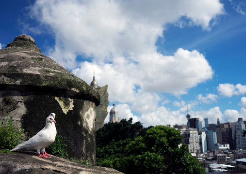 Birds And The Grand Lisboa