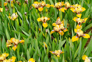 close up of yellow Iris flowers growing outdoor