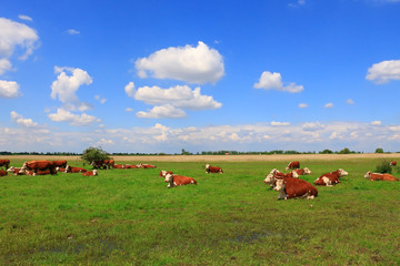 Cows on a green summer meadow 