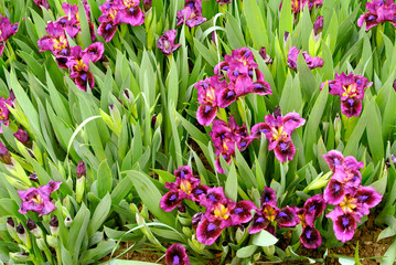 close up of purple Iris flowers growing outdoor