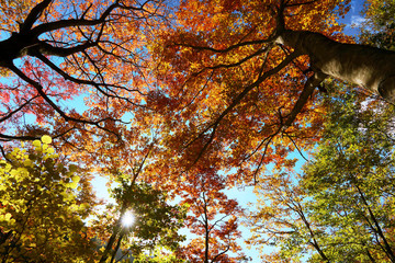 西沢渓谷の紅葉