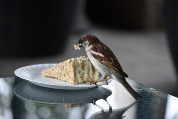 sparrow eating cake