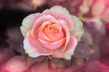 pink rose on texture backgroiund