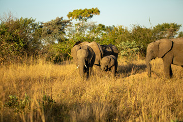 Obraz premium Stado hodowlane słoni