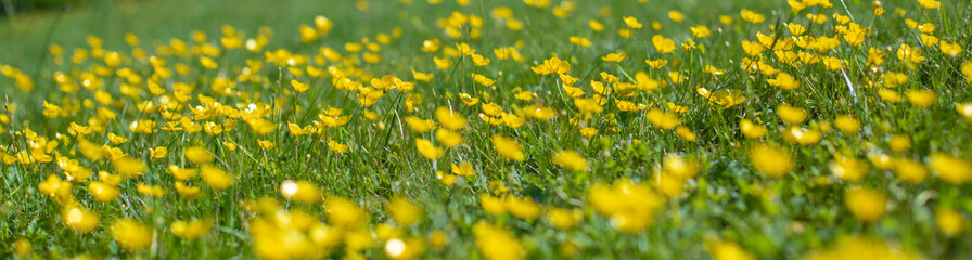 Small yellow flowers on a green meadow. Blurred floral background. Green and yellow texture. Green grass and yellow flowers out of focus
