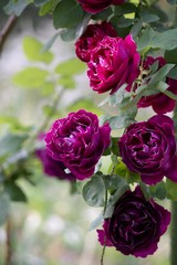 バラ／グレーのボケ尾バックに赤紫の美しい薔薇　縦長写真