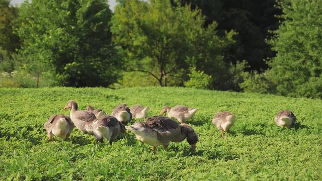 A flock of geese grazes on the green grass