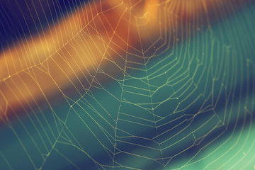 Magical cobweb on a colorful background, day, open air, summer season. Selective focus.