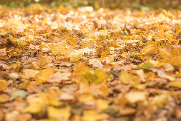 Colorful autumn leaves. natural background