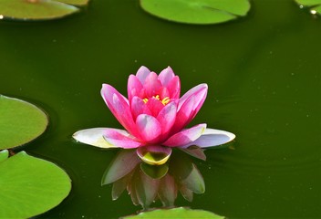 a pink lily flower on the water