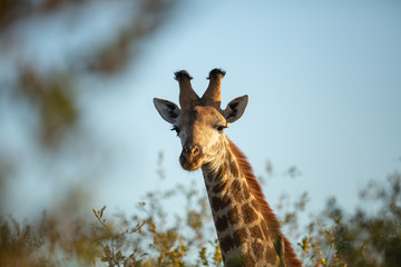 Young giraffe male looking into the camera