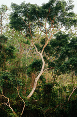Big green tree in Asian tropical forest