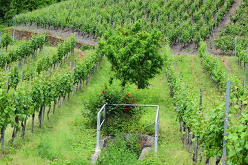 Rosen am Weinberg, Moseltal