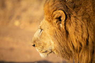 Large dominant male lion 