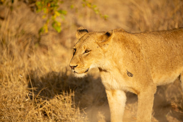 Lioness in africa on safari