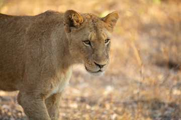 Fototapeta na wymiar Lioness in africa on safari