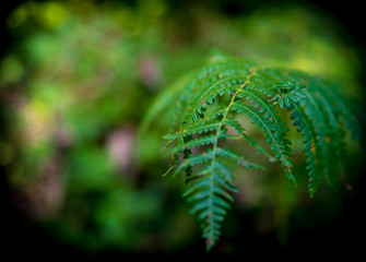 Fern