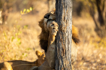 Male lion scratching his claws on the stump of a tree.