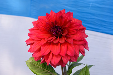 Multi layer petals Red Aster. Aster is a genus of perennial in the family Asteraceae. A sun loving...