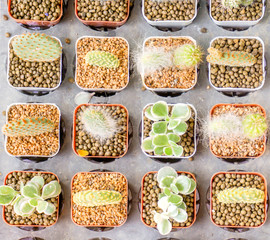 Top view and crop of variety cactus in flowerpots with sun lights on gray table background