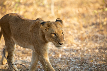 Young lioness walking towards the camera.