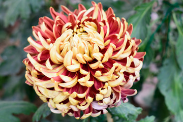 Chrysanthemums also called mums or chrysanths, a genus in Asteraceae family. A sun loving plant Blooms in spring to late summer. Its color is symbol of love or friendship. Copy space room for text.