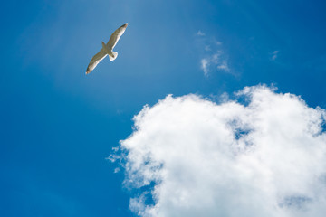 Frei wie ein Vogel und dem Himmel entgegen - Seemöve vor Wolkenlandschaft