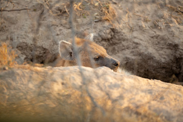 Young female hyaena watching guard over the entrance of a den.