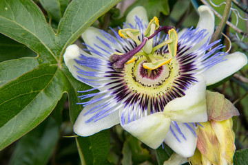   Passionsblume - eine der 530 Arten , von denen die meisten aus S&uuml;damerika stammen- Christliche Einwanderer erkannten in den Bl&uuml;ten Symbole der Passion Christi