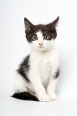 Preiocos gato mirando fijamente a cámara