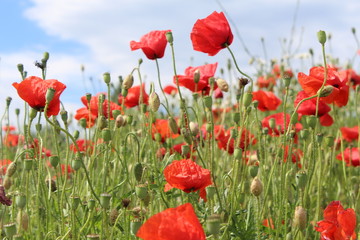 Naklejka premium Mohnblumenfeld