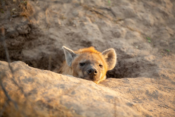 Young female hyaena watching guard over the entrance of a den.