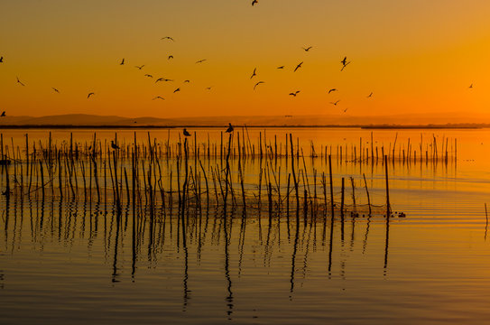  Parque natural de la Albufera en Valencia (Espa&ntilde;a)