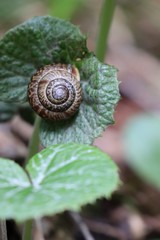 snail on leave