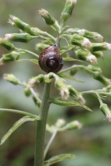 Snail on a plant